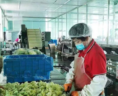 中國人壽財險為預(yù)制菜提供專屬定制服務(wù) 保障食品安全 護航產(chǎn)業(yè)發(fā)展